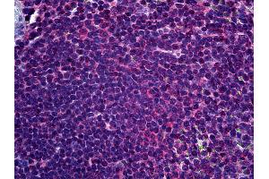 Anti-FADS1 antibody IHC of human spleen. (FADS1 antibody  (AA 1-100))
