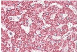 AP21284PU-N ETFB antibody staining of paraffin embedded Human Liver at 3. (ETFB antibody  (AA 231-243))