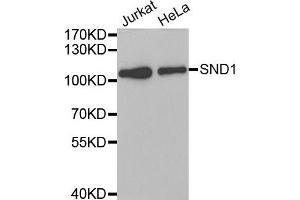 Western Blotting (WB) image for anti-Staphylococcal Nuclease Domain Containing Protein 1 (SND1) antibody (ABIN1980241) (SND1 antibody)