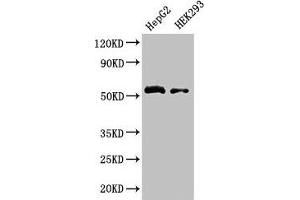 Western Blot Positive WB detected in: HepG2 whole cell lysate, HEK293 whole cell lysate All lanes: LDHD antibody at 3. (LDHD antibody  (AA 310-507))