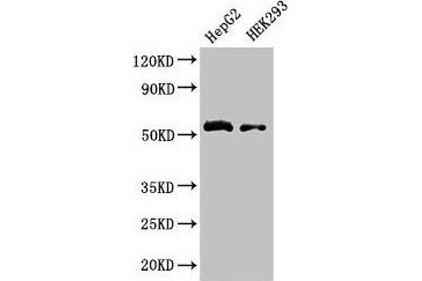 LDHD antibody  (AA 310-507)