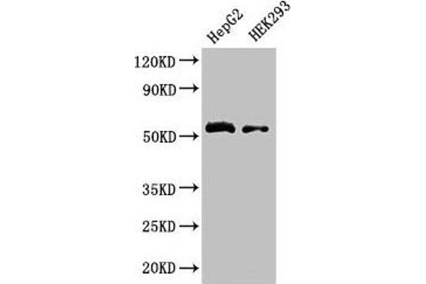 LDHD anticorps  (AA 310-507)