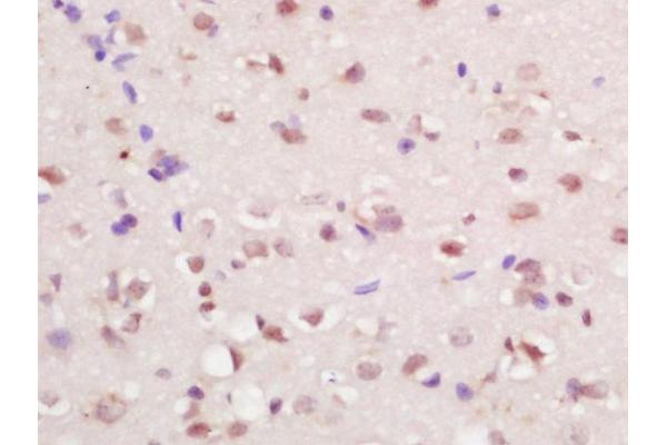 RFX4 antibody  (AA 101-200)