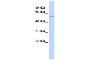 WB Suggested Anti-GPS1 Antibody Titration: 0. (GPS1 antibody  (N-Term))