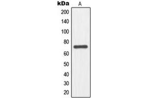 Western blot analysis of NFE2L3 expression in HepG2 (A) whole cell lysates.