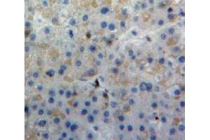 Used in DAB staining on fromalin fixed paraffin-embedded Liver tissue (C4B antibody  (AA 680-756))