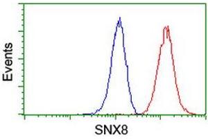 Image no. 8 for anti-Sorting Nexin 8 (SNX8) antibody (ABIN1501039) (SNX8 antibody)