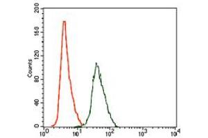 Image no. 4 for anti-rho GDP Dissociation Inhibitor (GDI) alpha (ARHGDIA) antibody (ABIN1500701) (ARHGDIA antibody)