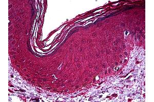 Anti-NR2C2 antibody IHC of human skin.