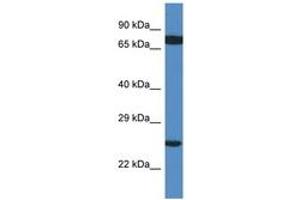 Image no. 1 for anti-Ribosomal Protein L7a (RPL7A) (C-Term) antibody (ABIN6747409) (RPL7A antibody  (C-Term))