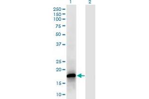 Western Blot analysis of POLR2F expression in transfected 293T cell line by POLR2F monoclonal antibody (M02), clone 2G2. (POLR2F antibody  (AA 1-127))