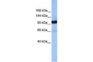 WB Suggested Anti-COPB1 Antibody Titration: 0. (COPB1 antibody  (Middle Region))