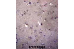 ALDH3B2 Antibody (C-term) immunohistochemistry analysis in formalin fixed and paraffin embedded human brain tissue followed by peroxidase conjugation of the secondary antibody and DAB staining. (ALDH3B2 antibody  (C-Term))