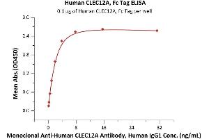 Immobilized Human CLEC12A, Fc Tag (ABIN6951018,ABIN6952289) at 1 μg/mL (100 μL/well) can bind Monoclonal A CLEC12A Antibody, Human IgG1 with a linear range of 0. (CLEC12A Protein (AA 65-265) (Fc Tag))