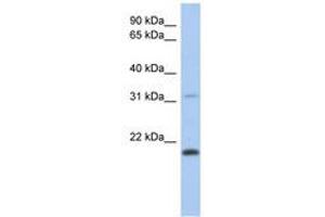 Image no. 1 for anti-C-Type Lectin-Like 1 (CLECL1) (AA 71-120) antibody (ABIN6741240) (CLECL1 antibody  (AA 71-120))
