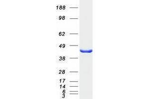 Validation with Western Blot (TWF2 Protein (Myc-DYKDDDDK Tag))