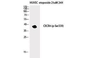 Western Blot analysis of HuvEc etoposide 25uM 24h cells with Phospho-CXCR4 (Ser339) Polyclonal Antibody (CXCR4 antibody  (pSer339))