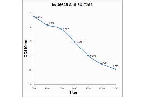 Antigen: 0. (SULT2A1 antibody  (AA 91-170))