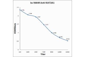Antigen: 0. (SULT2A1 antibody  (AA 91-170))