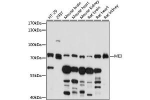 Western blot analysis of extracts of various cell lines, using ME3 antibody (ABIN7268384) at 1:1000 dilution. (ME3 antibody  (AA 505-604))