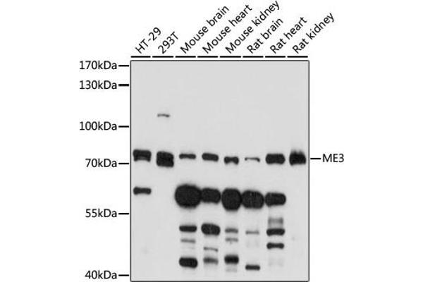ME3 anticorps  (AA 505-604)
