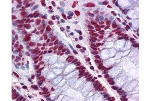 Anti-THOC6 / WDR58 antibody IHC of human colon. (THOC6 antibody  (AA 71-181))