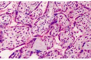 Human Placenta: Formalin-Fixed, Paraffin-Embedded (FFPE) (GDF15 antibody  (AA 286-299))