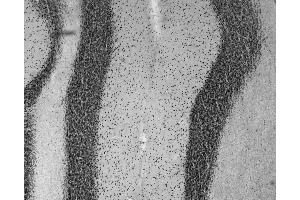 Adult rat cerebellum immunohistochemistry.