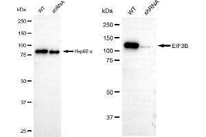 Western blotting analysis using EIF3B antibody (ABIN7798522). (Recombinant EIF3B antibody)