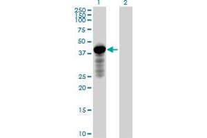 Western Blot analysis of HOMER2 expression in transfected 293T cell line by HOMER2 MaxPab polyclonal antibody. (HOMER2 antibody  (AA 1-343))