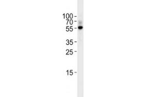 TGF Beta 2 antibody western blot analysis in Raji lysate. (TGFB2 antibody  (AA 277-306))