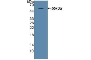 IRF2 Antikörper  (AA 1-349)