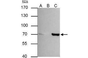 Immunoprecipitation (IP) image for anti-Protein-tyrosine Phosphatase 1C (PTPN6) antibody (ABIN2855500)