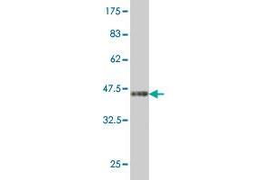 Western Blot detection against Immunogen (37.