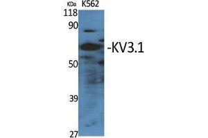Western Blot (WB) analysis of specific cells using KV3. (KCNC1 antibody  (Internal Region))