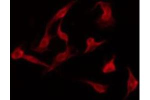 ABIN6275941 staining K562 by IF/ICC. (PTGER3 antibody  (C-Term))