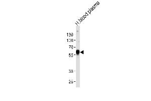 Western blot analysis of lysate from human blood plasma tissue lysate, using SERPINA1 Antibody (Center) (ABIN653381 and ABIN2842847). (SERPINA1 antibody  (AA 158-187))