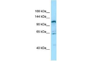 WB Suggested Anti-GPRC6A Antibody Titration: 1.