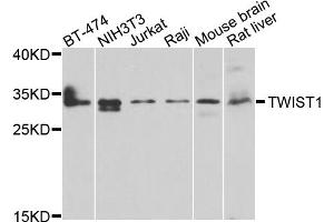 Western blot analysis of extracts of various cell lines, using TWIST1 antibody (ABIN4905524) at 1:1000 dilution. (TWIST1 antibody)