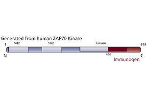 Image no. 1 for anti-zeta-Chain (TCR) Associated Protein Kinase 70kDa (ZAP70) (AA 468-619) antibody (ABIN967849)