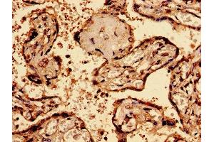 Immunohistochemistry analysis of human placenta tissue using ABIN7145580 at dilution of 1:100 (Biglycan antibody  (AA 38-300))