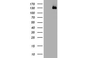 Image no. 1 for anti-WW and C2 Domain Containing 1 (WWC1) antibody (ABIN1501761)