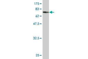 Western Blot detection against Immunogen (75. (TLE6 antibody  (AA 1-449))