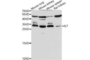 Western blot analysis of extracts of various cell lines, using IL7 antibody (ABIN5970816) at 1/500 dilution. (IL-7 antibody)