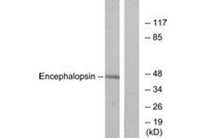 Western blot analysis of extracts from mouse brain cells, using Encephalopsin Antibody. (OPN3 antibody  (AA 161-210))