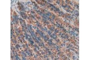 Detection of PGA in Rat Stomach Tissue using Polyclonal Antibody to Pepsinogen A (PGA) (Pepsinogen A antibody  (AA 63-295))