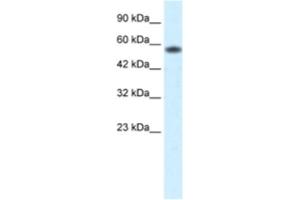 Western Blotting (WB) image for anti-Prenylcysteine Oxidase 1 (PCYOX1) antibody (ABIN2460634)
