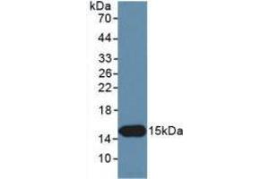 Figure. (INHBC antibody  (AA 236-352))