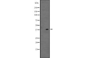 VSX1 antibody  (C-Term)