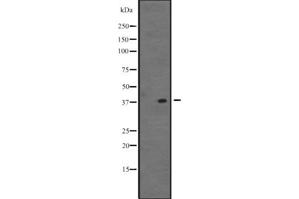 VSX1 antibody  (C-Term)